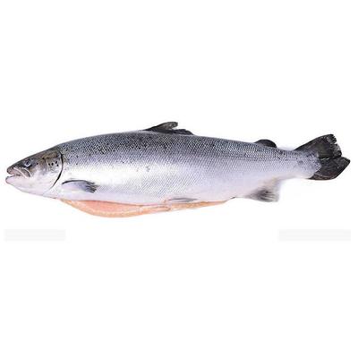 Лосось ПСГ 5-6кг PREMIUM Чили (10946) короб. ~5/28 кг+