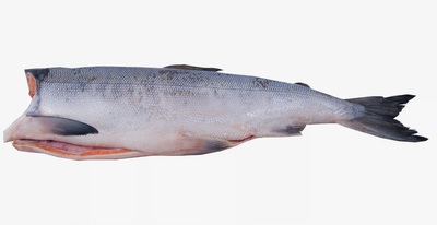 Кета ПБГ Дельта река Опала монолит 10/20кг+