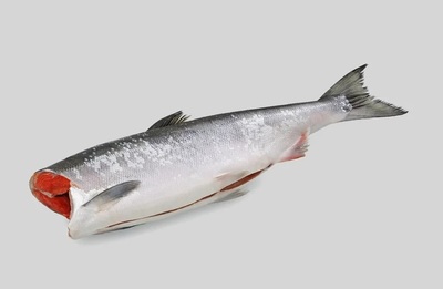 Кижуч ПБГ размер М Водолей монолит 10/20 кг