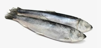 Салака н/р штучная 14+ см  Моредобыча короб. 21 кг