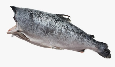 Кижуч ПБГ 2,7-3,6кг PREMIUM Чили (10256) короб ~3-4/25 кг+