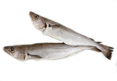 Путассу н/р Вестрыбфлот монолит 10/30 кг+