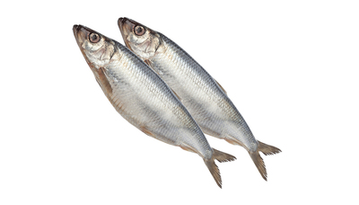 Сельдь н/р BALTIA FISH ~0,9/10 кг+